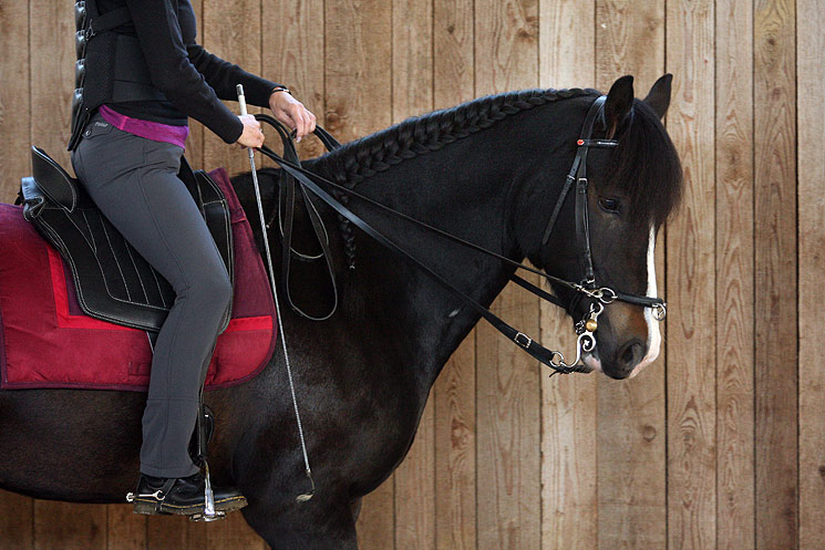 Manche Ausbildner lehren noch heute das Reiten in klassischer Tradition, wobei die Pferde am Kappzaum grundausgebildet wurden, ehe sie mit dem Gebiss – oft auch gleich der Kandare – Bekanntschaft machten.
